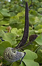 Aristolochia ringens